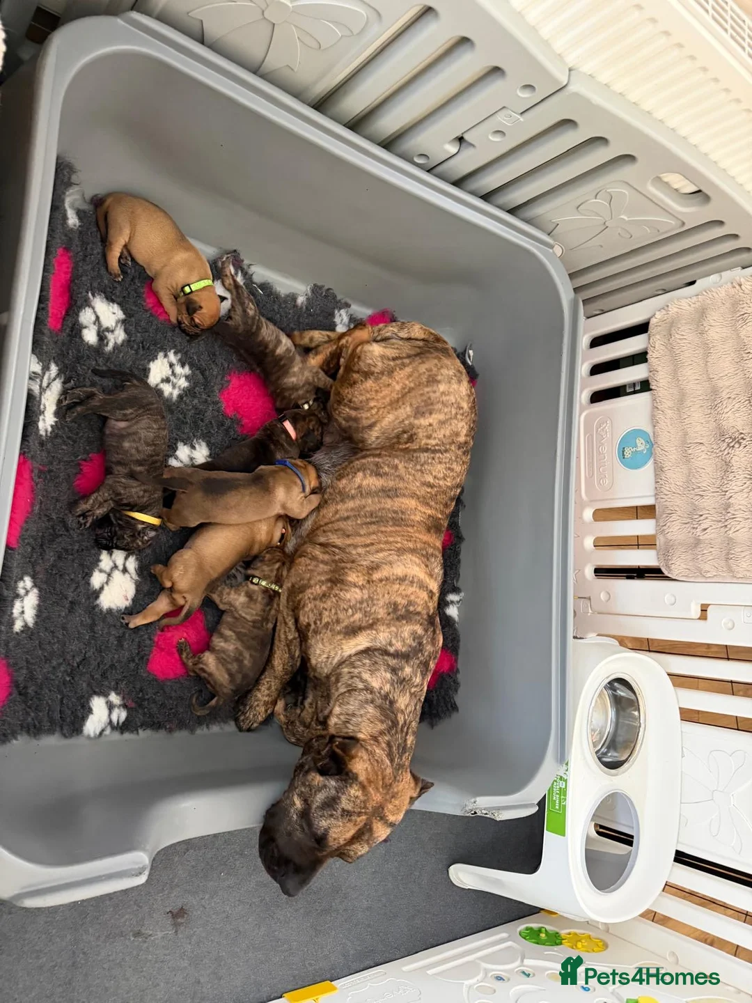 Presa Canario dogs for sale: 7 Gorgeous Chunky Presa Canarios For Sale - Advert 18
