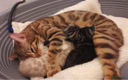 Keetso cats for sale: Rare curled eared rosetted keetso male  - Advert 26