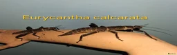Stick Insects invertebrates for sale: Phasmid, Stick Insect Ova and Nymphs for sale  - Advert 3