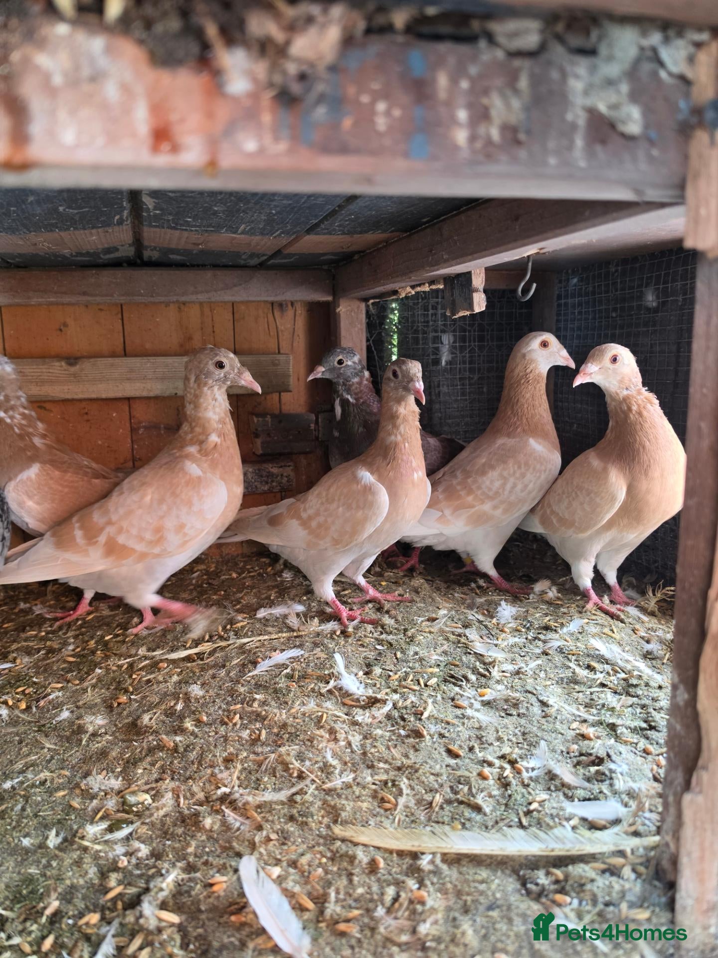 Mixed Breed birds Pigeons for sale all for 120£ - Advert 1
