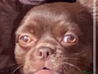 Chihuahua dogs For stud - Advert 13