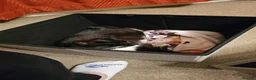 Mixed Breed cats for sale: Free To Good Home - Advert 8