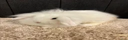 Mini Lop rabbits for sale: Stunning bunnies  - Advert 18