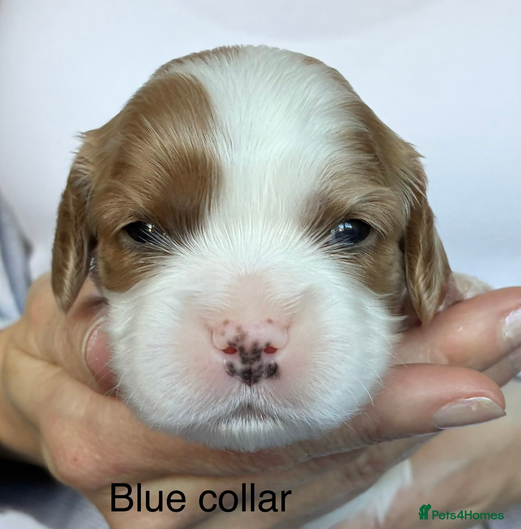 Cavachon dogs F1b Cavachon puppies - Advert 2