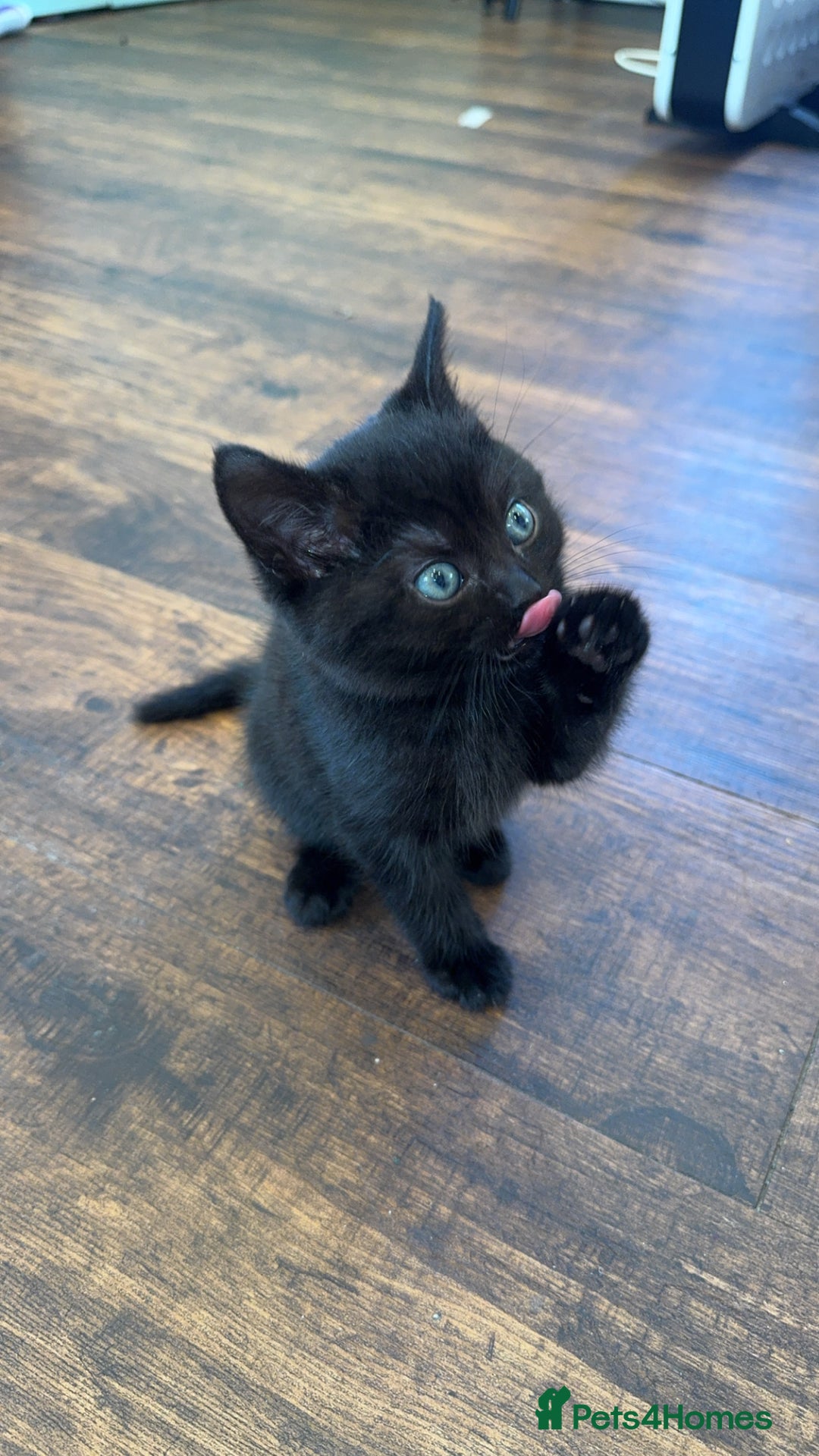 British Shorthair cats for sale: Baby kitten  - Advert 6