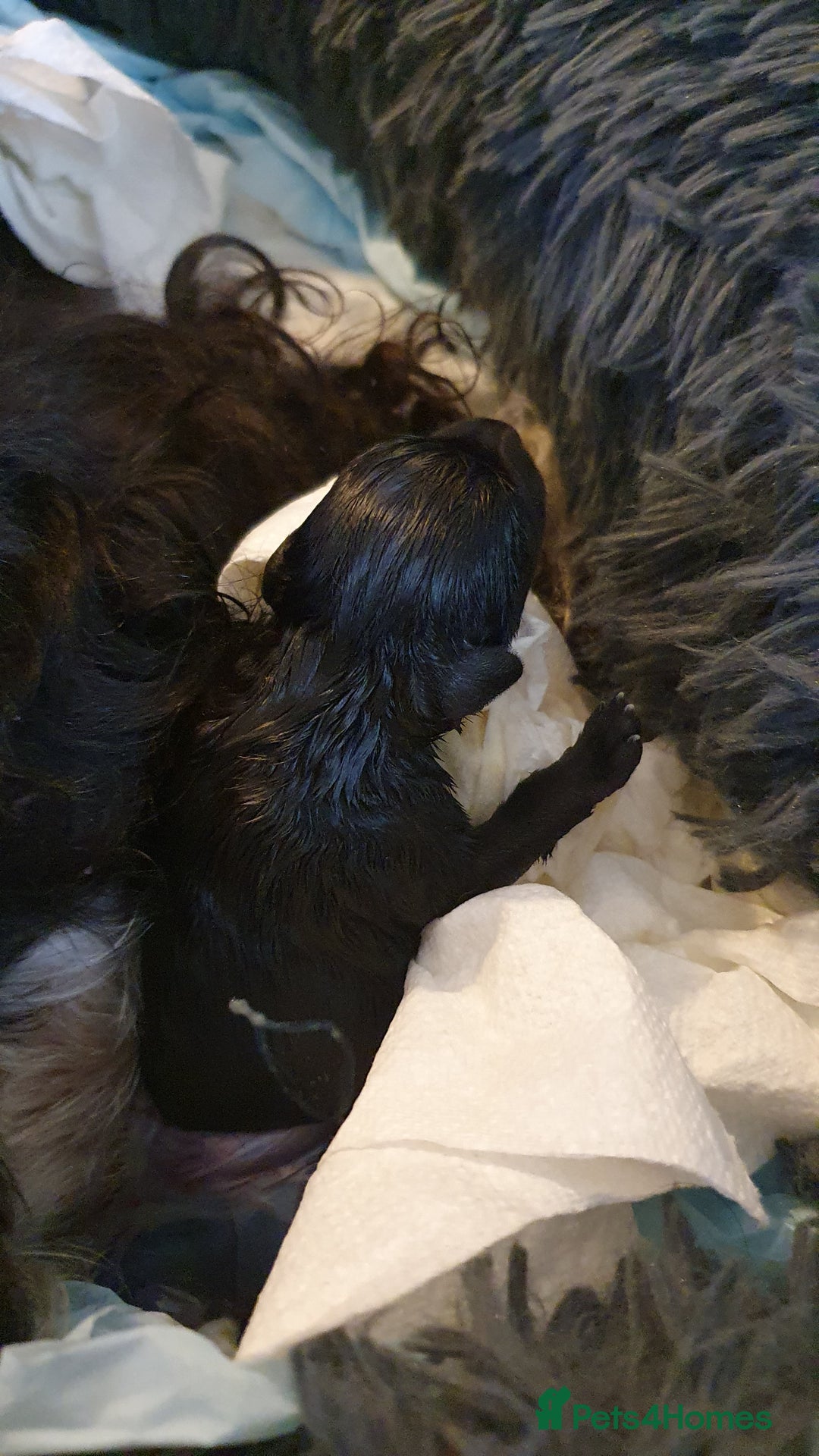 Miniature Schnauzer dogs for sale: Beautiful all Black litter  - Image 3