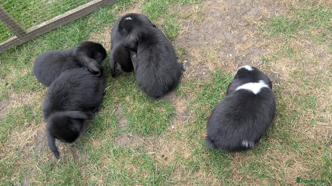 Mini Lop rabbits for sale: Mini lop babies  - Image 9