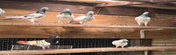 Pigeons birds for sale: Pakistani high flyers for sale  - Advert 5