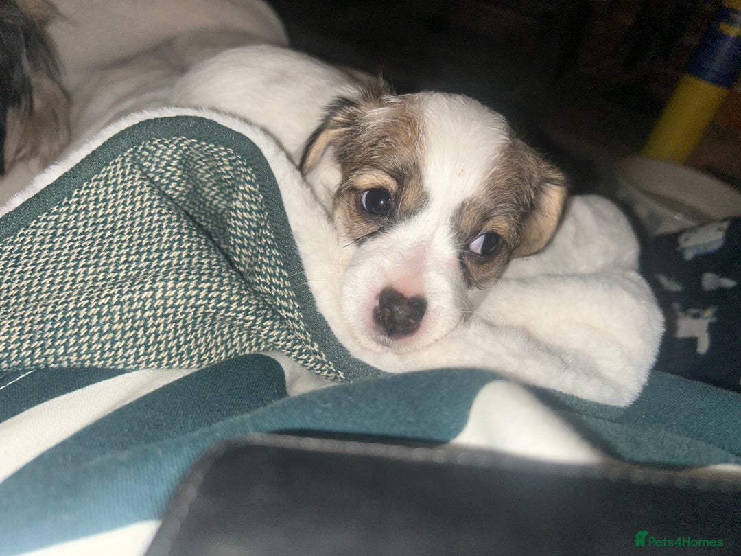 Sealyham Terrier dogs for sale: Sealyham terrier crosses 1 boy available  - Advert 6