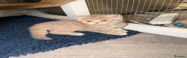 British Shorthair 5