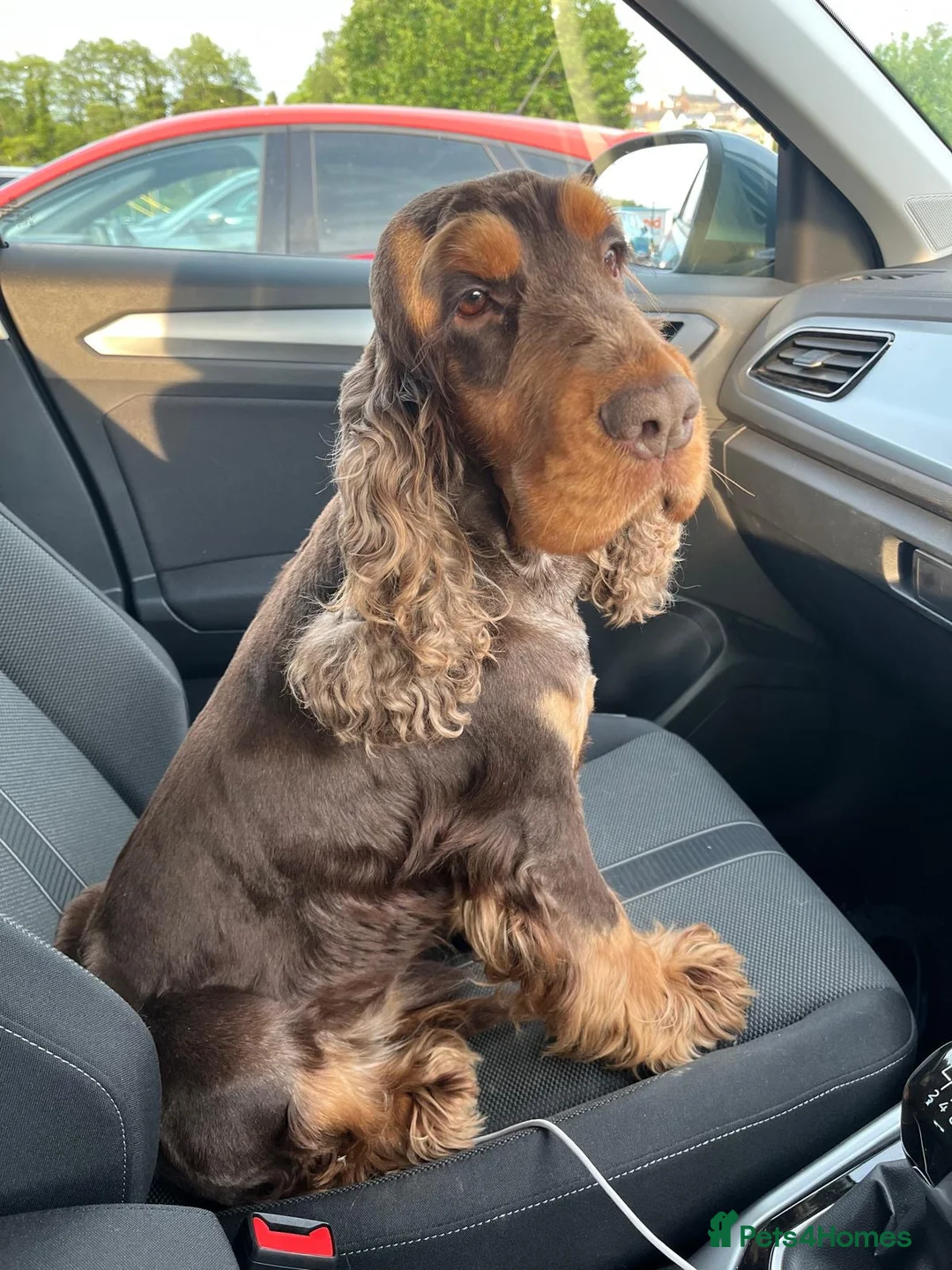 Cocker Spaniel dogs for stud: KC Superb example Classic SHOW Cocker Stud in Ruthin - Advert 5