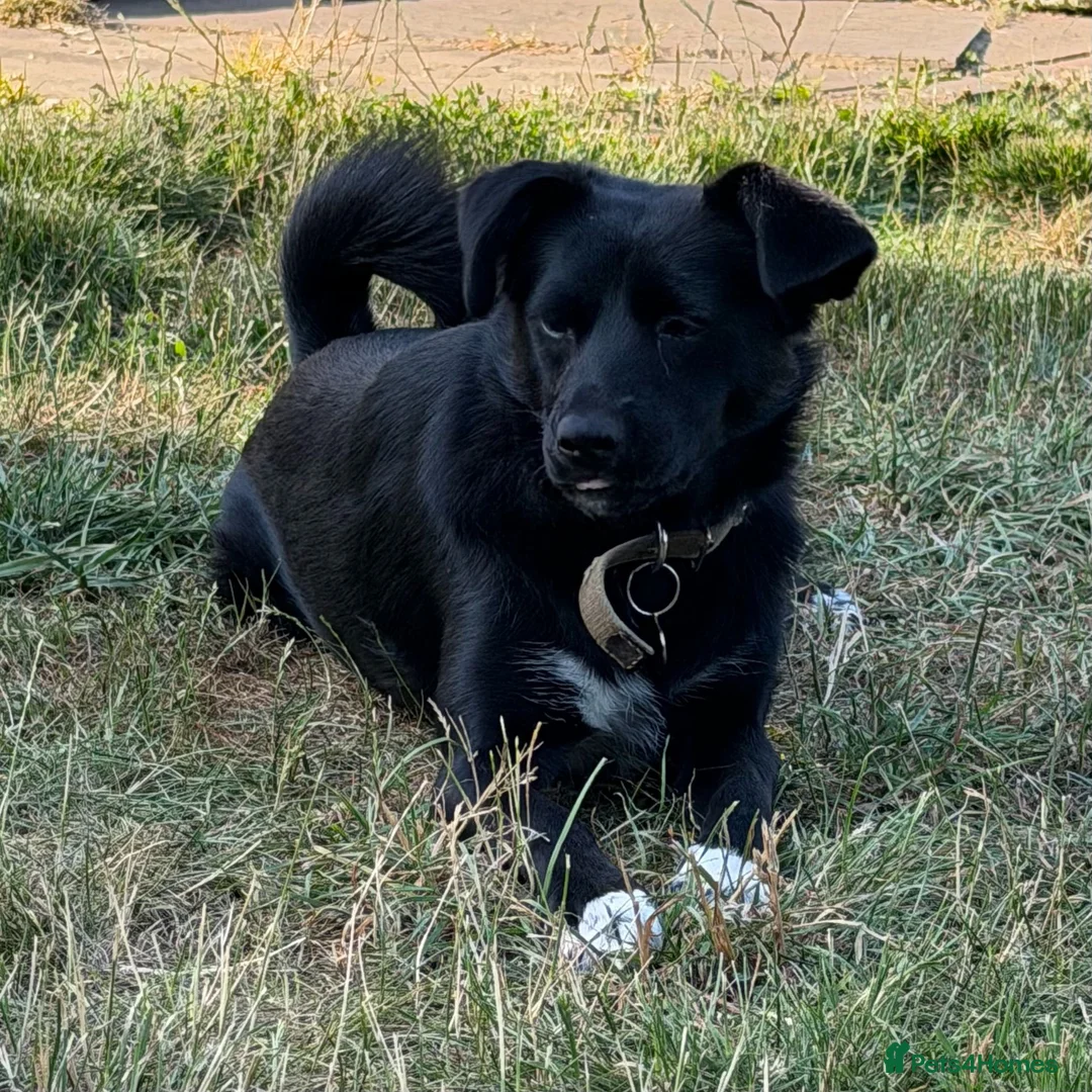 Mixed Breed dogs for adoption: Bonya – Female Border Collie type - Advert 1