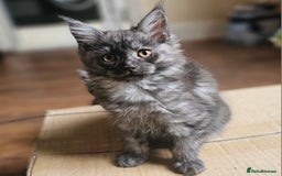 Maine Coon cats for sale: *PRICE DROP* ONLY 1 GIRL LEFT!!! *READY NOW* GCCF! in Alfreton - Image 2