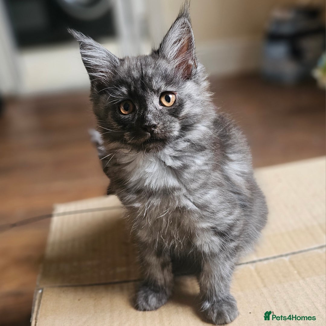 Maine Coon cats for sale: *PRICE DROP* ONLY 1 GIRL LEFT!!! *READY NOW* GCCF! in Alfreton - Image 2