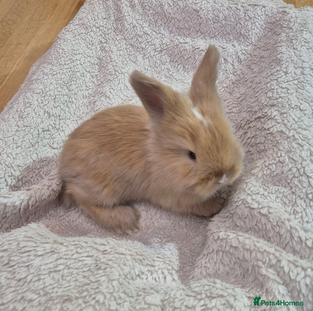 Angora rabbits for sale: Gorgeous Angora Rabbits,  Full (Maxi) faced - Advert 3