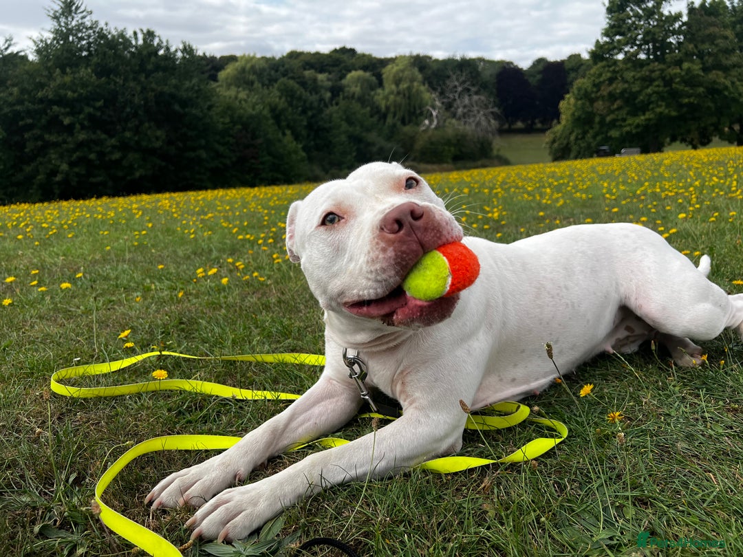 Mixed Breed dogs for sale: Staffordshire bull terrier mix  - Image 3