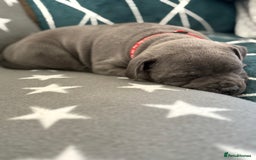 Staffordshire Bull Terrier dogs for sale: REDUCED * Kc registered Staffordshire blue terrier - Image 34