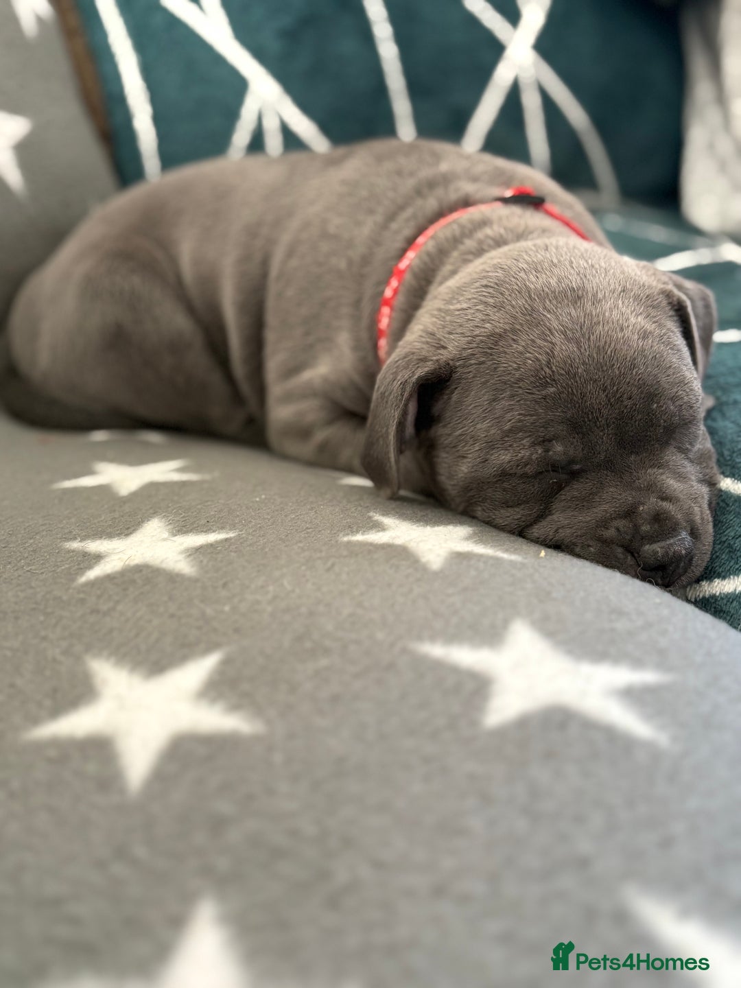 Staffordshire Bull Terrier dogs for sale: REDUCED * Kc registered Staffordshire blue terrier - Image 34