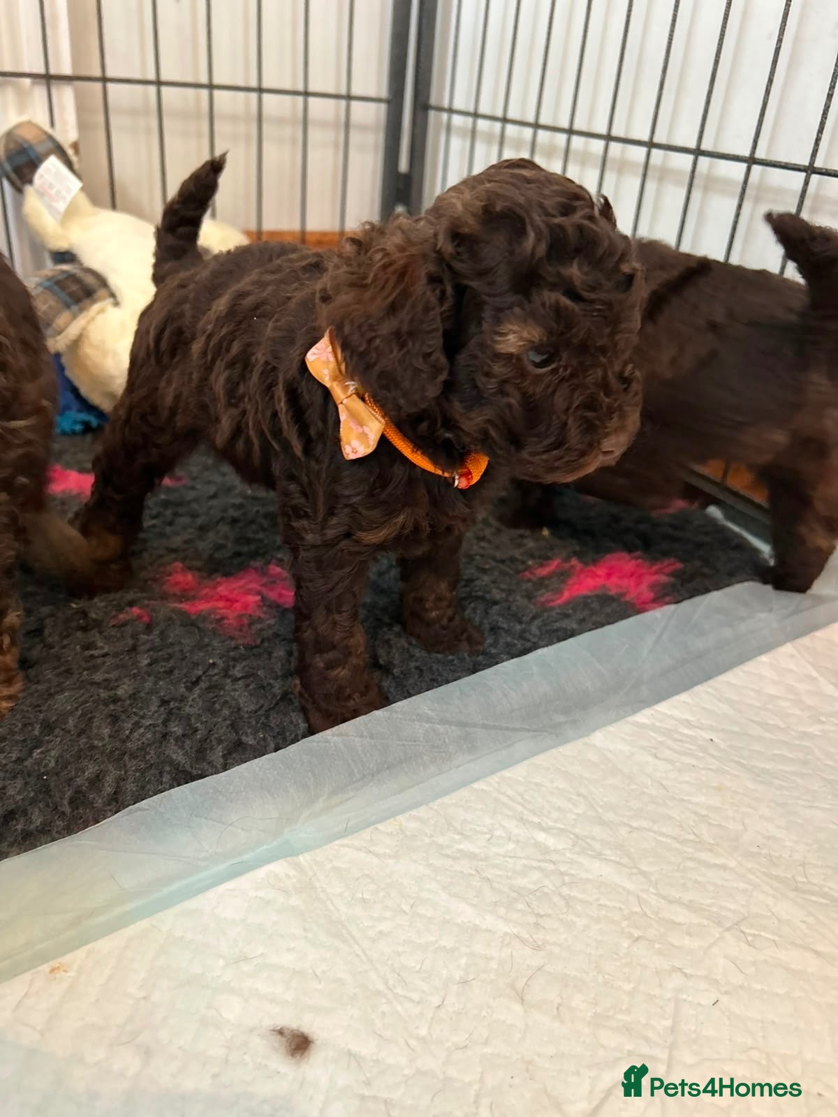 Toy Poodle dogs Chocolate Toy Poodle  - Advert 2