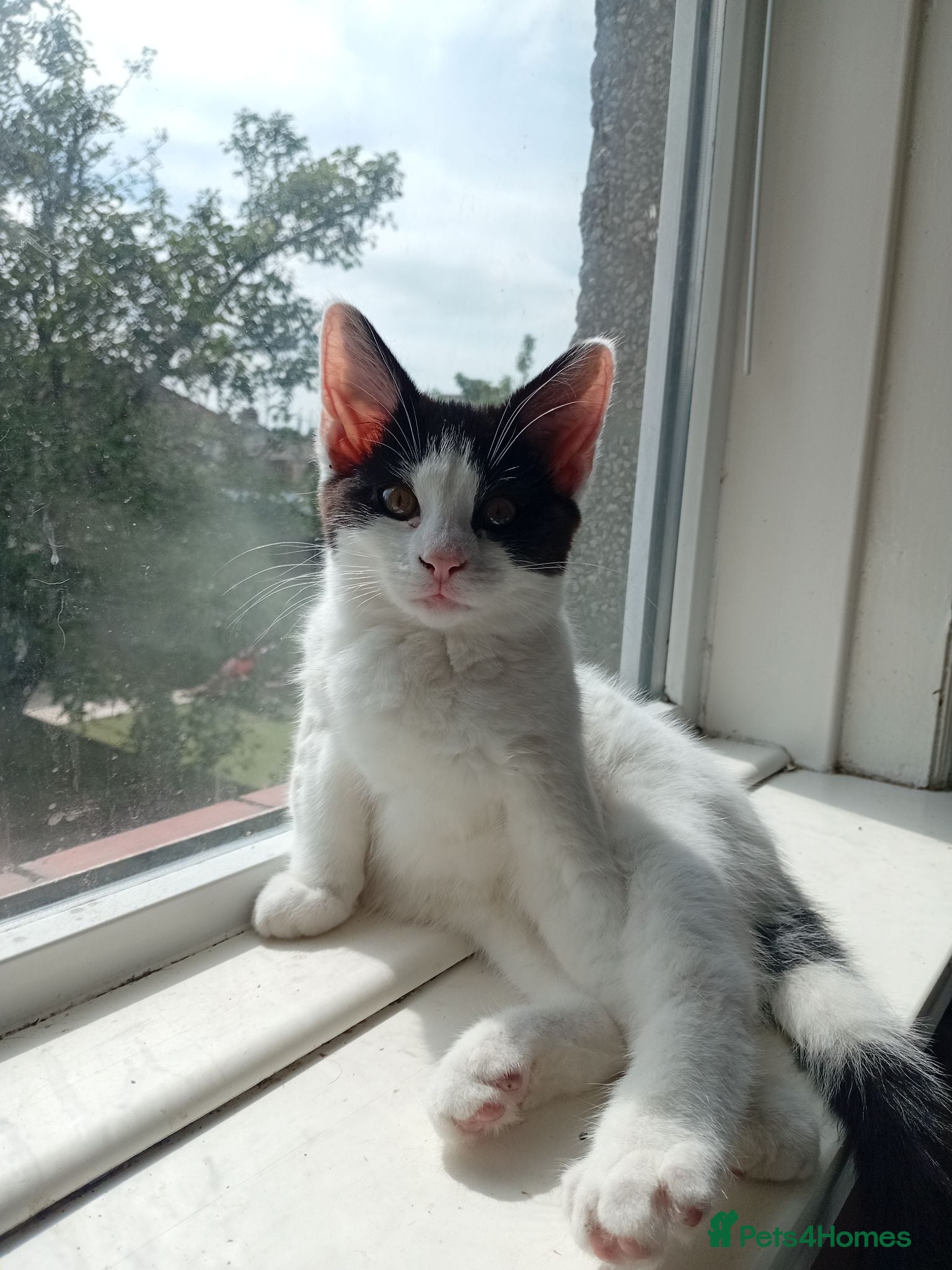 Mixed Breed cats Cute piebald kittens  - Advert 1