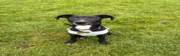 Mixed Breed dogs for sale: Male Spaniel x Greyhound  - Advert 3