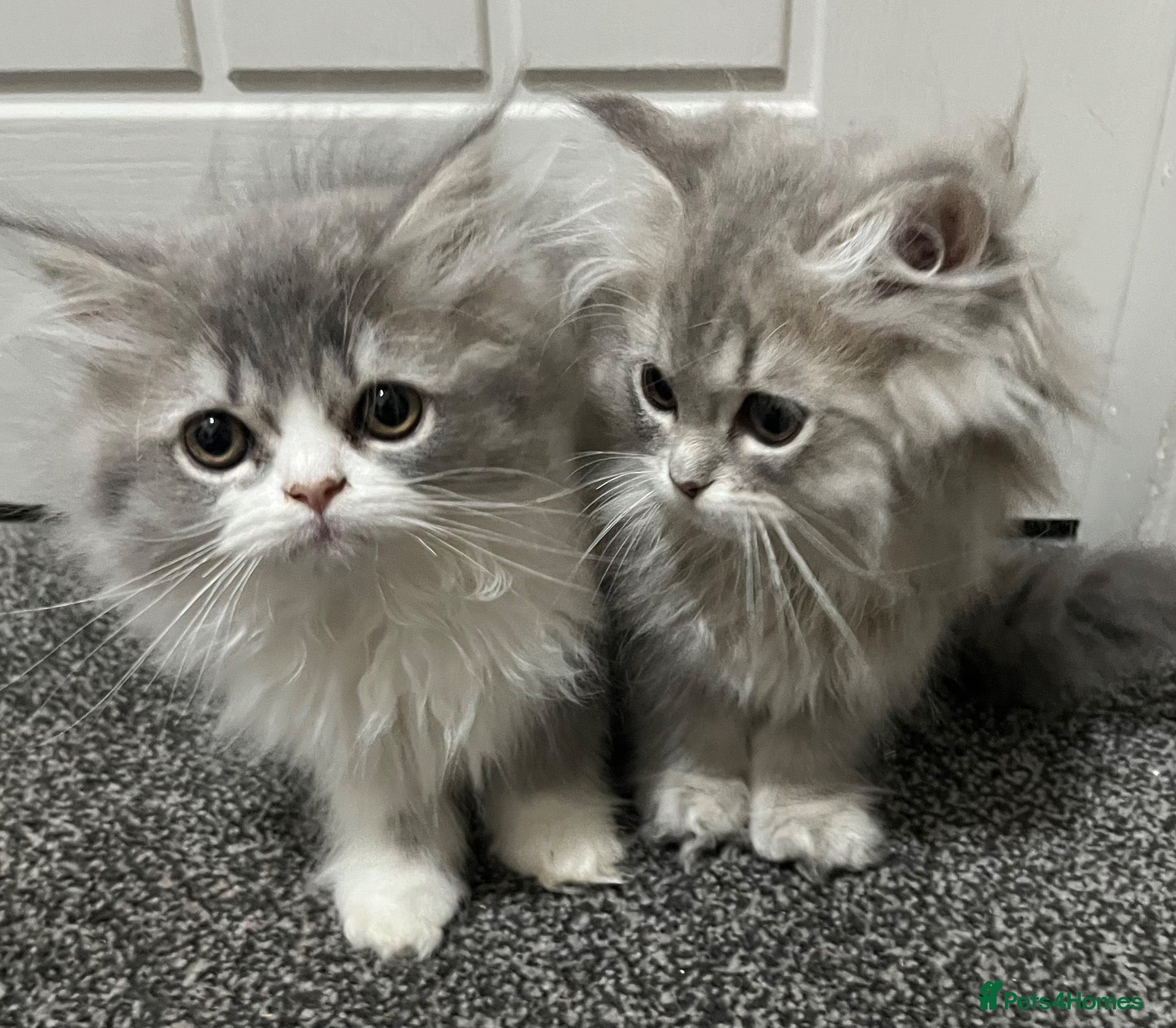 Persian cats Beautiful Persian kittens looking for loving homes - Advert 8