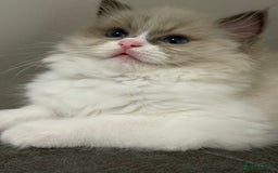 Ragdoll cats for sale: the last boy, registered with TICA - Image 35
