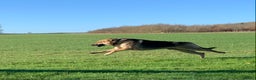 German Shepherd dogs for stud: Spectacular GSD wolfdog *for Stud only* in Dursley - Advert 38