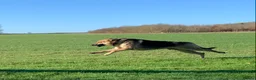German Shepherd dogs for stud: Spectacular GSD wolfdog *for Stud only* in Dursley - Advert 38