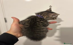 Bengal cats for sale: 3 bengal cross kittens left - Image 4