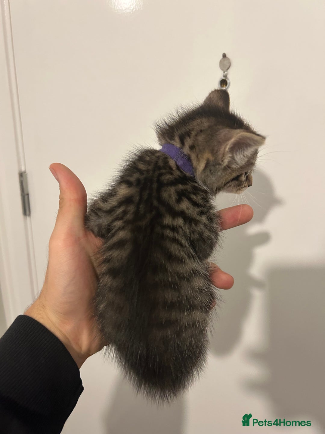 Bengal cats for sale: 3 bengal cross kittens left - Image 4