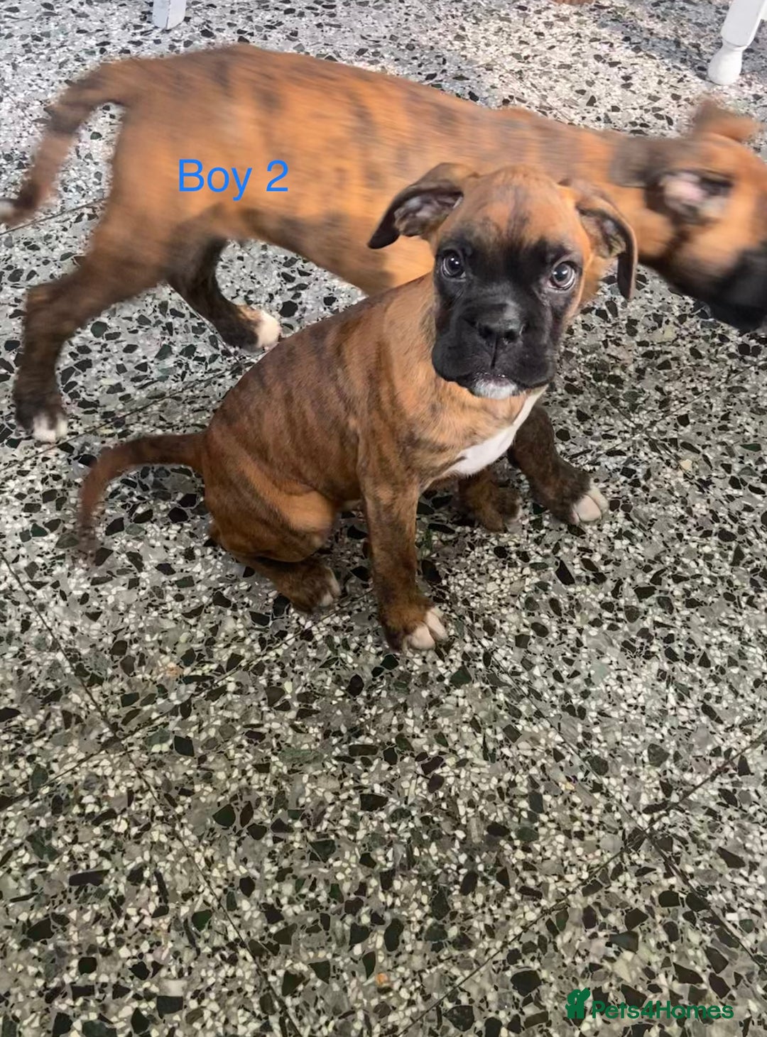 Boxer dogs for sale: KC Registered Boxer puppies  - Image 21