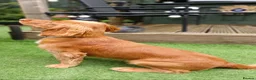 Cocker Spaniel dogs for stud: KC registered Working Cocker Spaniel. in Consett - Advert 7