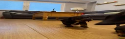 Miniature Dachshund dogs for sale: Miniature dachshunds - Advert 6