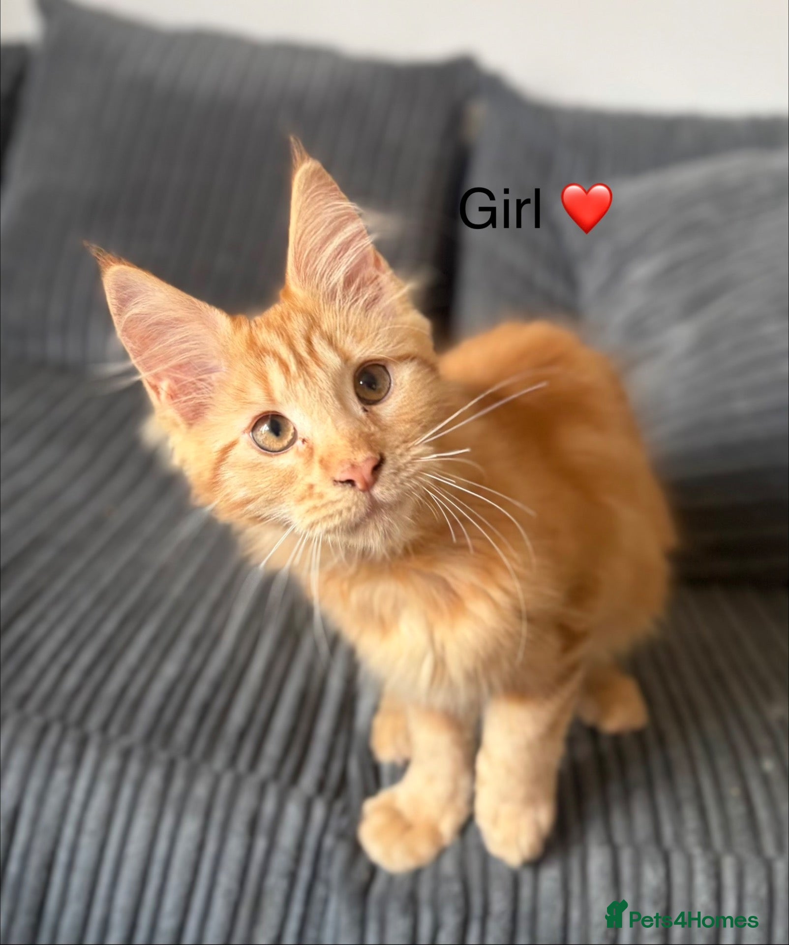 Maine Coon cats GCCF Registered Maine Coon kittens ❤️ - Advert 2