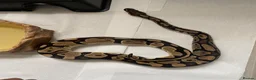 Python Snake reptiles for sale: 3 Ball Pythons for Sale in Rugeley - Advert 4