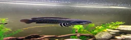 Other/Mixed Breed fish for sale: Peacock Snakehead - Advert 3