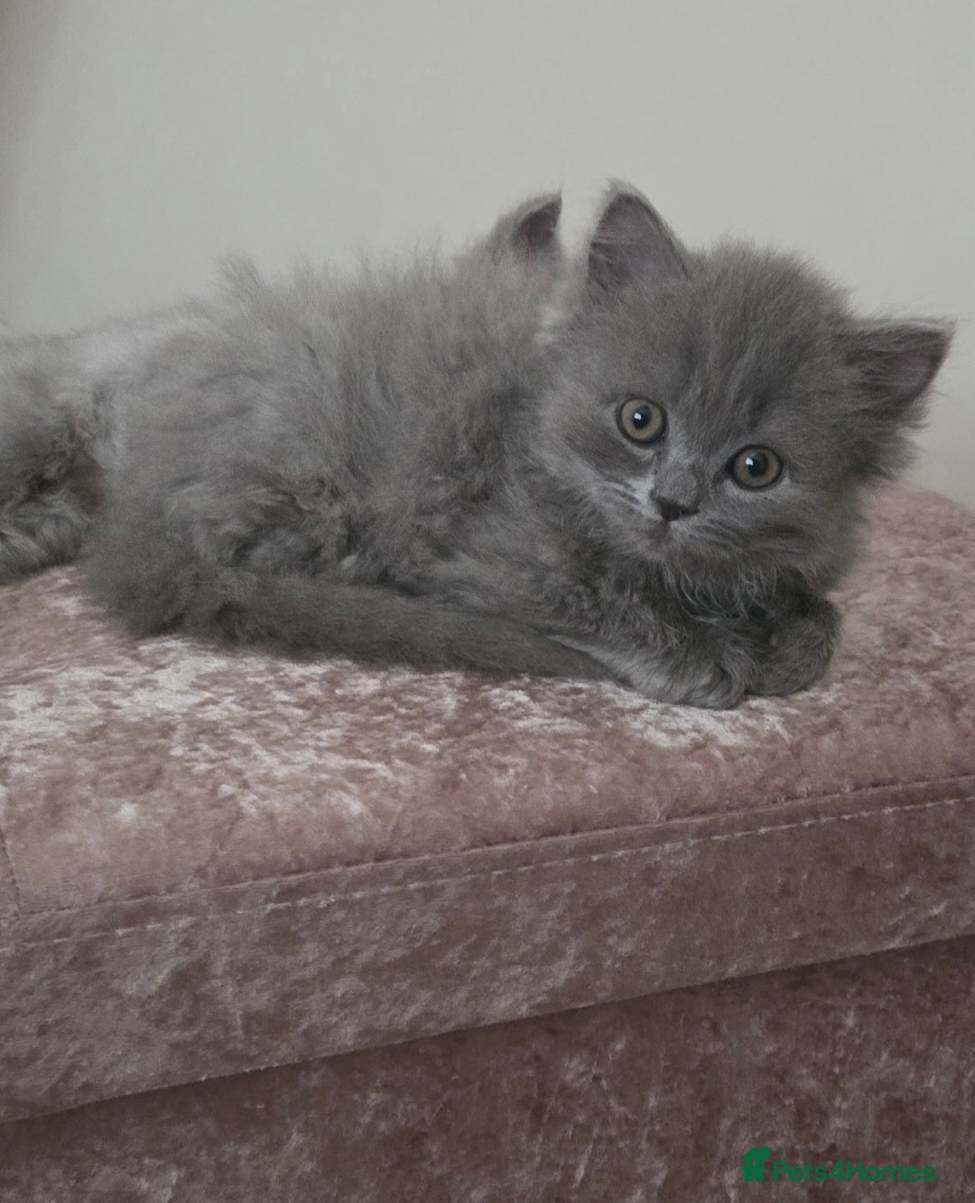 British Longhair cats for sale: British Longhair Blue Male  - Advert 4