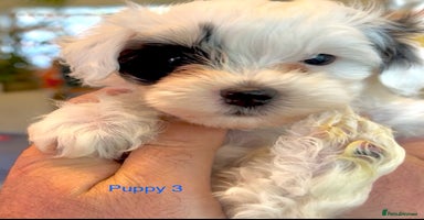 Maltipoo dogs - Advert 7