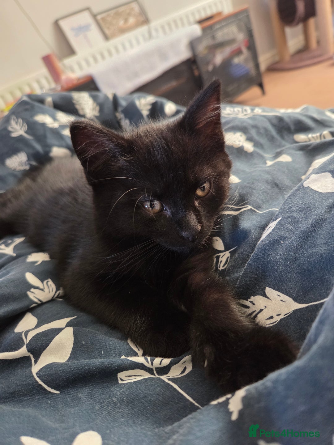 Mixed Breed cats for sale: Kittns  - Advert 4