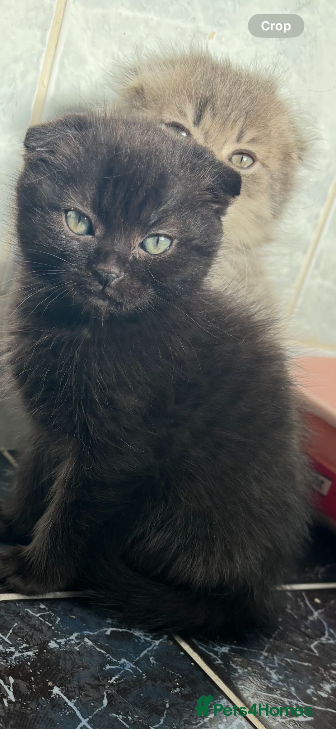 Scottish Fold cats for sale: Scottish fold kittens  - Image 15