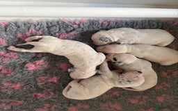Dalmatian dogs for sale: Malosky Dalmatians  - Image 3