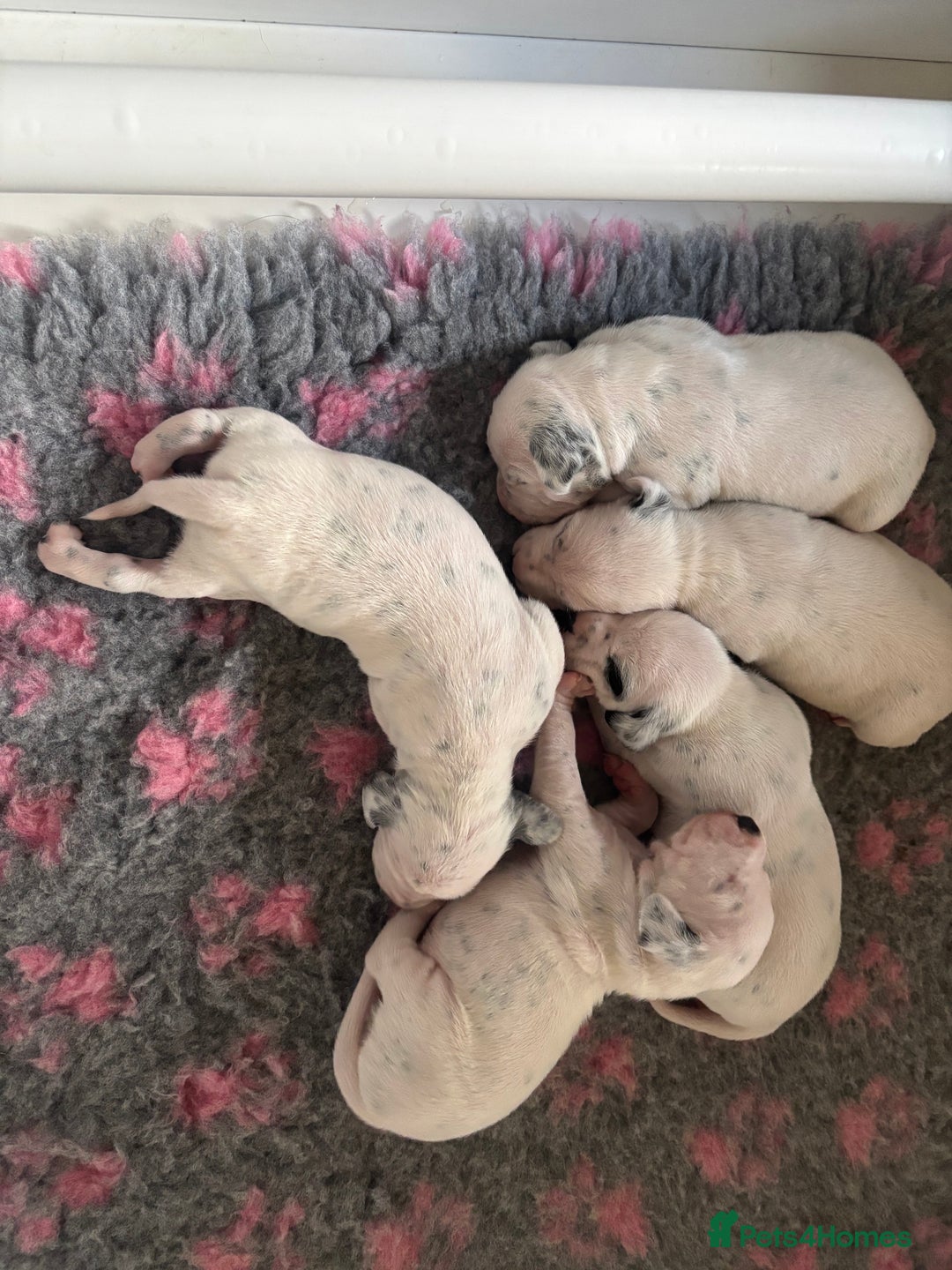 Dalmatian dogs for sale: Malosky Dalmatians  - Image 3