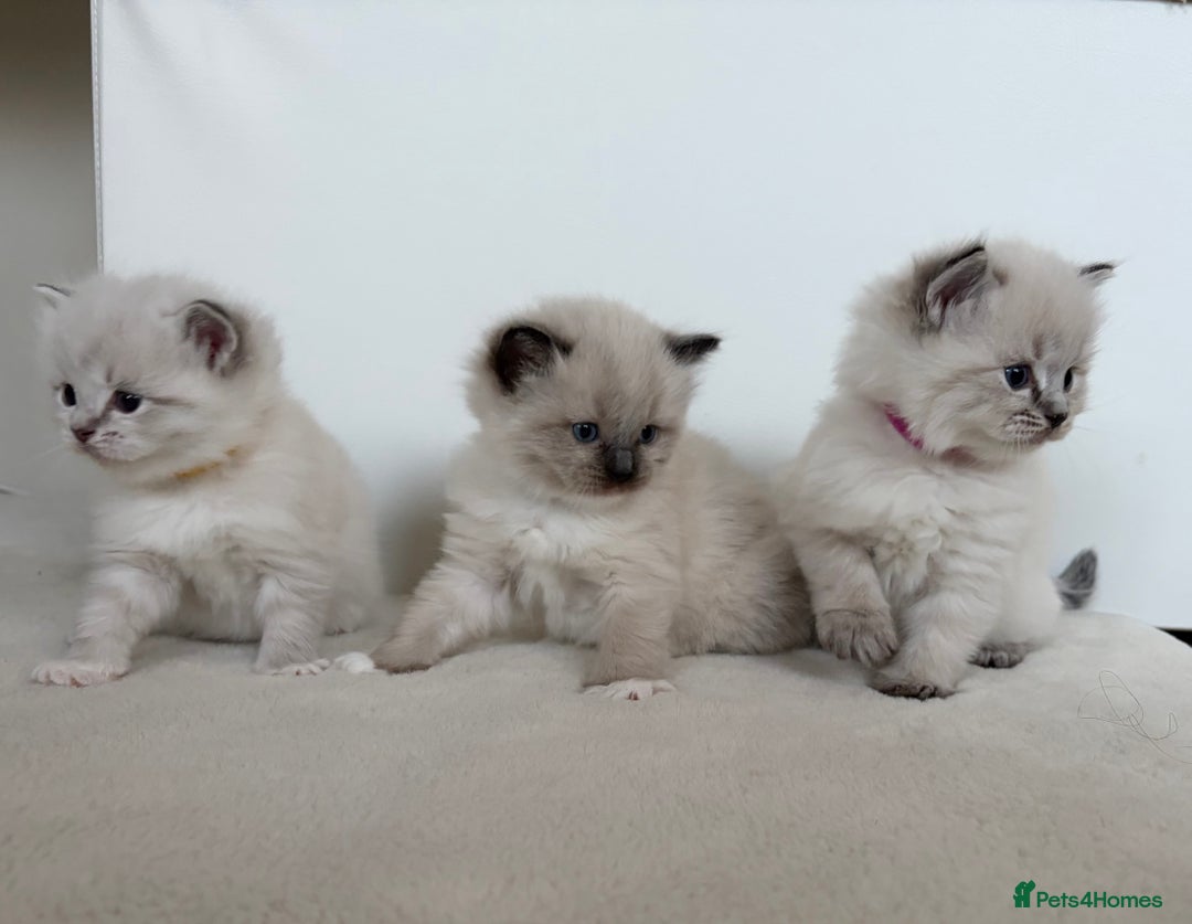 Ragdoll cats for sale: 🐾 Stunning Litter of Ragdoll Kittens - Advert 2