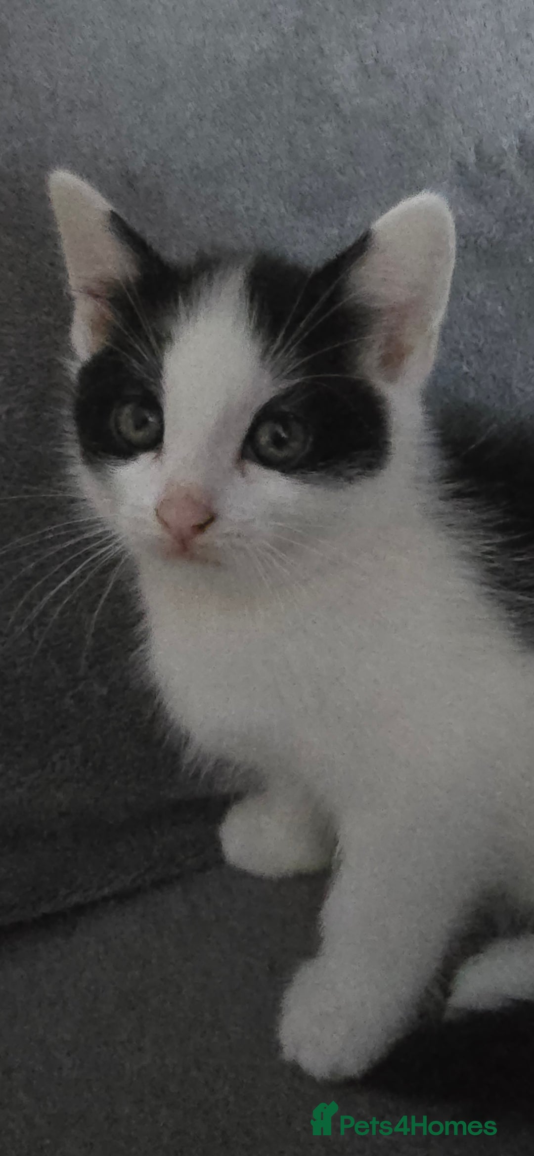 Mixed Breed cats for sale: Four Kittens for Sale - Advert 5