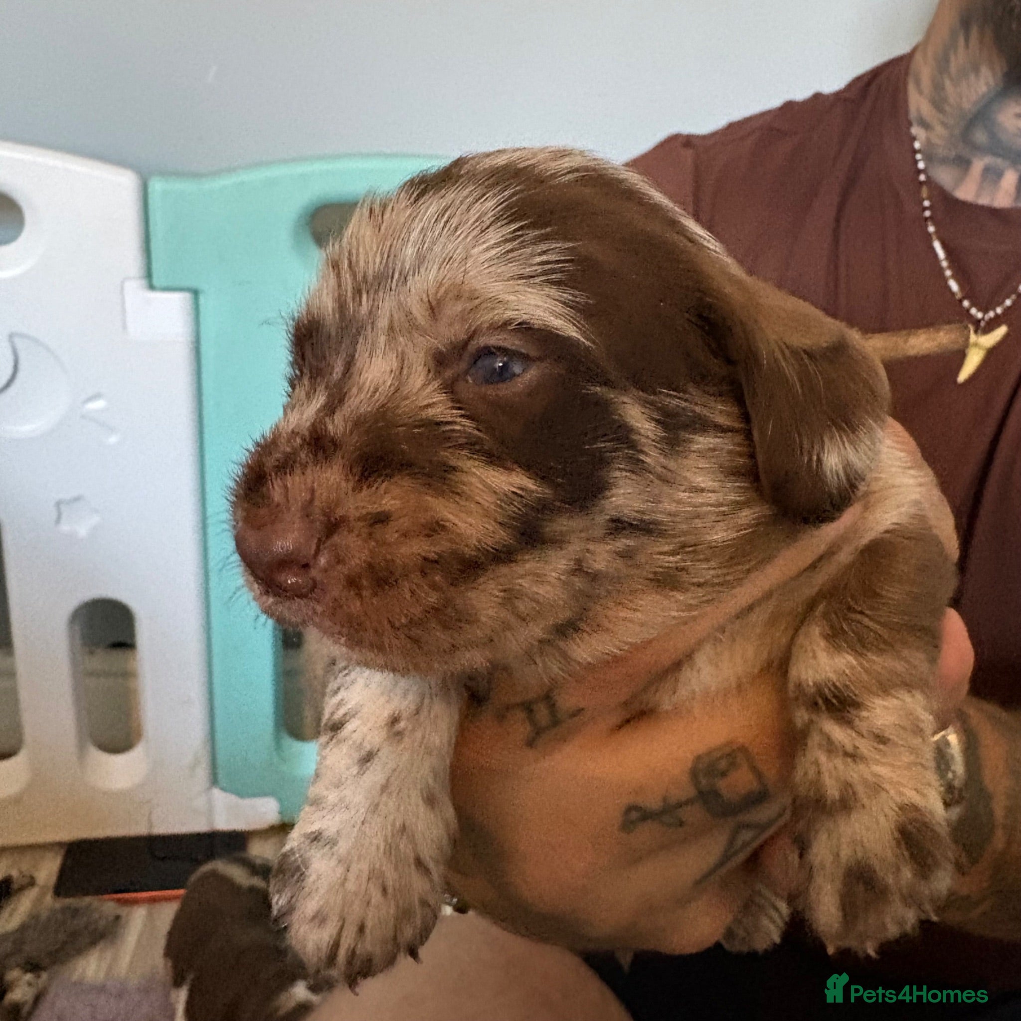 Labradoodle dogs Stunning Rare Tri Merle labradoodles 🐾 - Advert 2