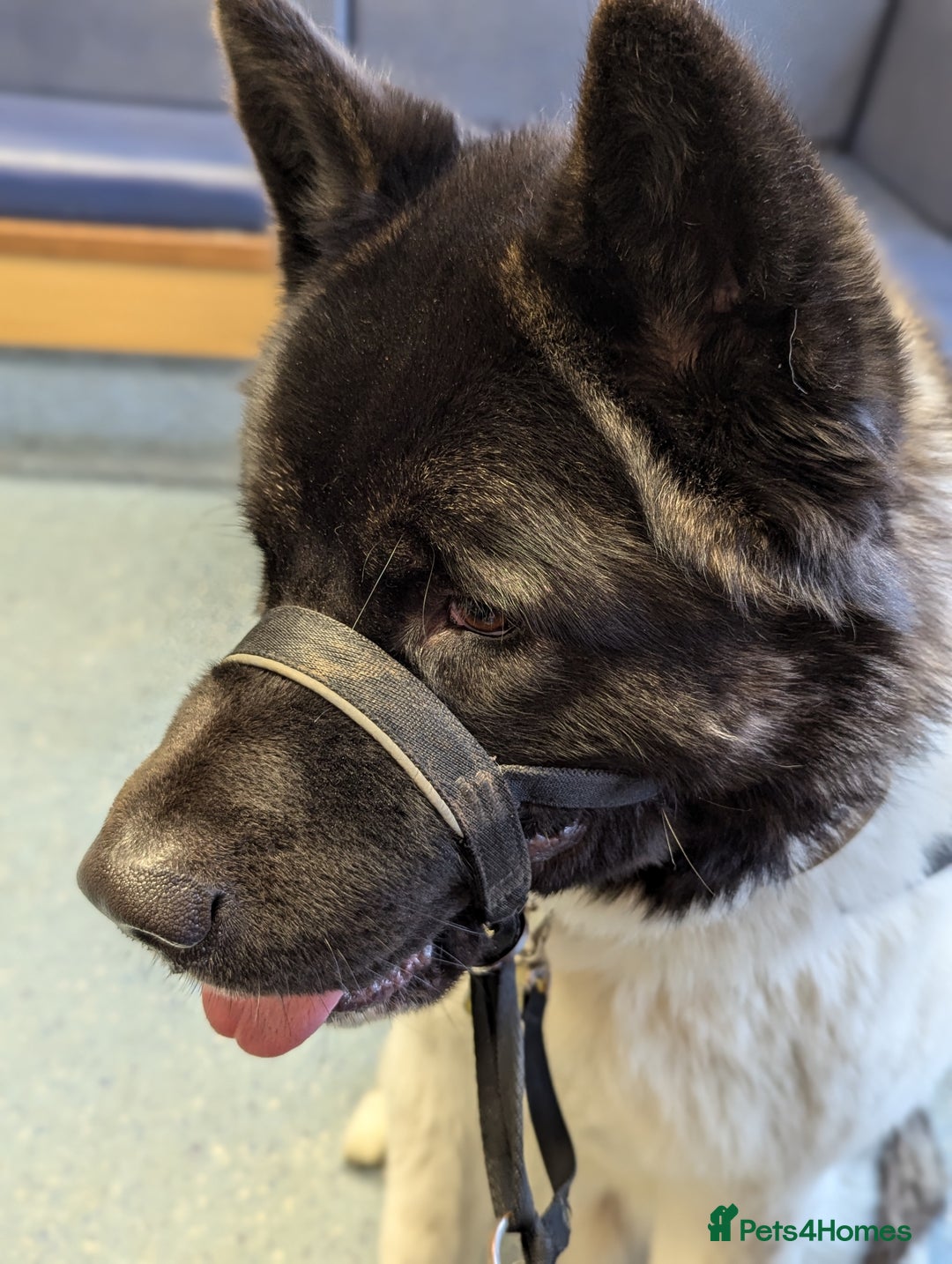 Akita dogs for sale: Zeus looking for his forever home - Advert 6