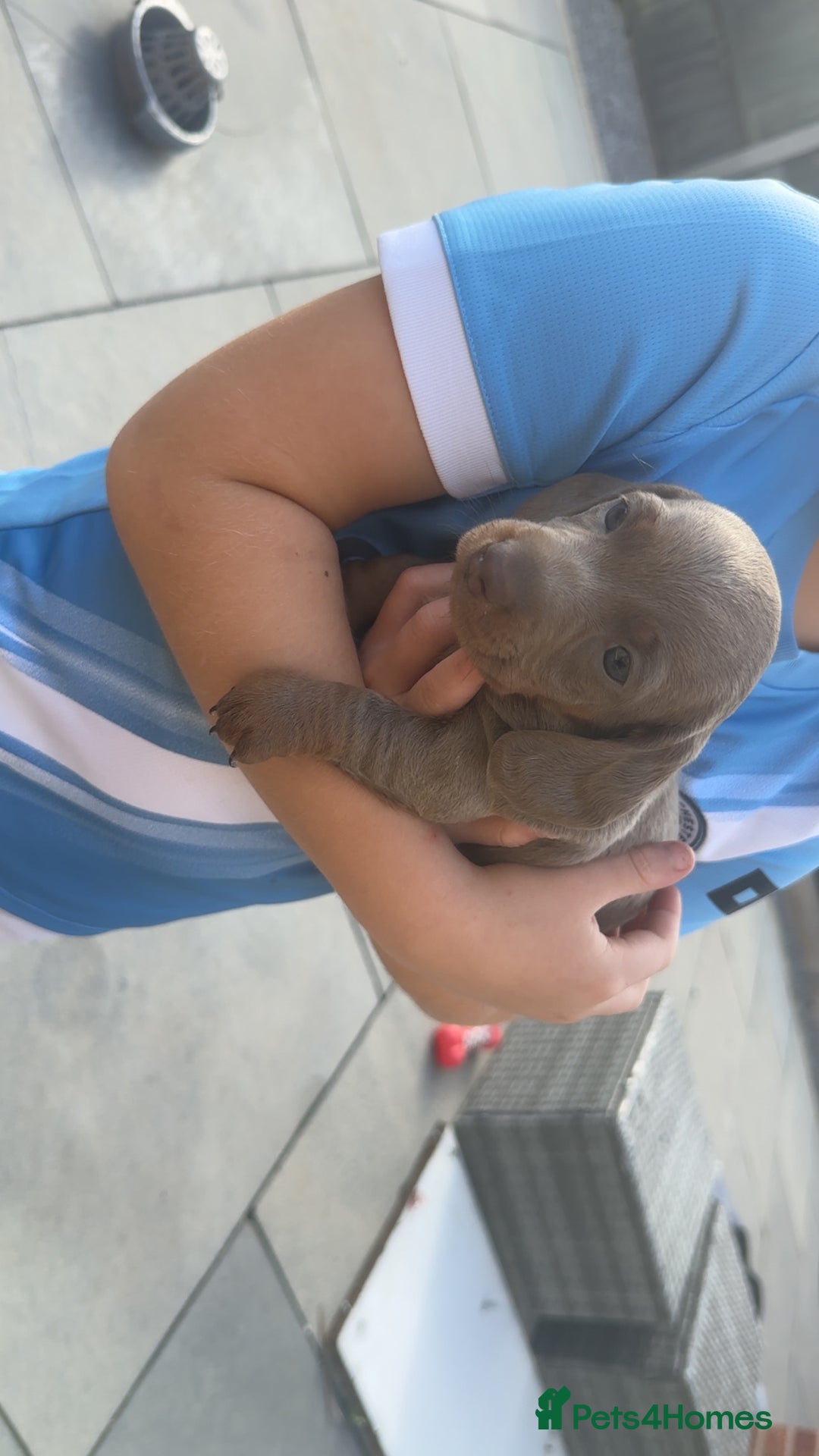 Miniature Dachshund dogs for sale: Mini dachshund kc registered  - Advert 7