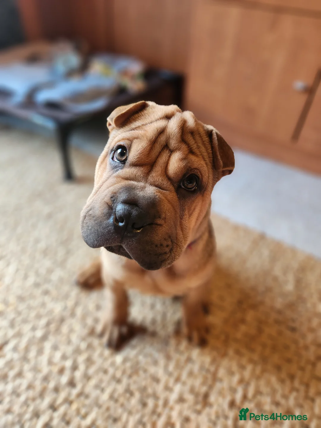 Mixed Breed dogs for sale: Gorgeous bullpei needs a new home  - Advert 6
