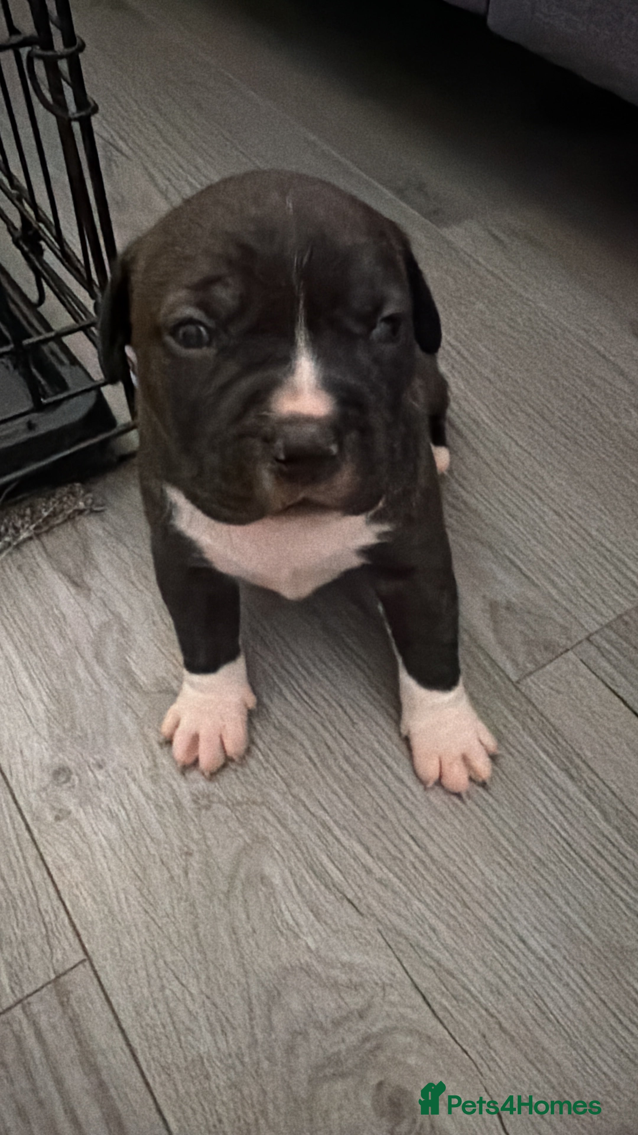 American Bully dogs American bully classic puppies for sale  - Advert 2
